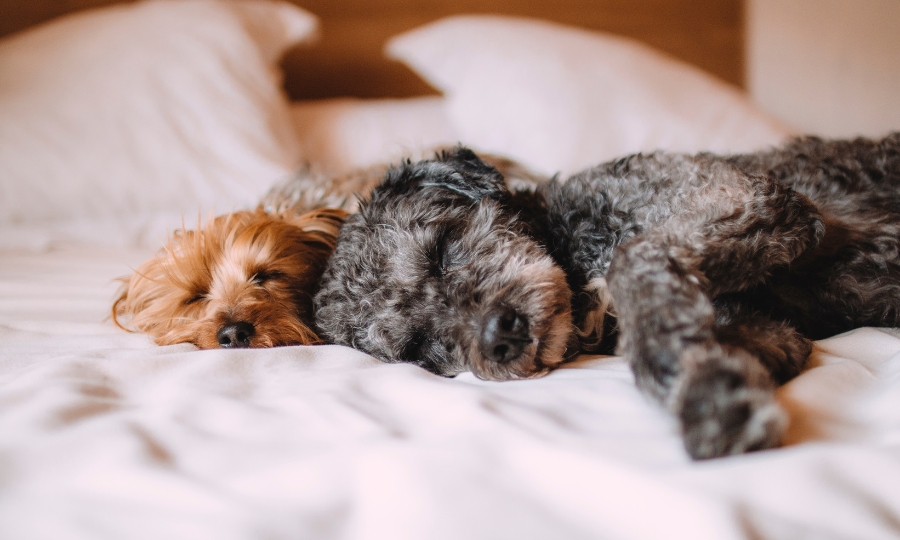 Electromagnetic healing for pets and equine
